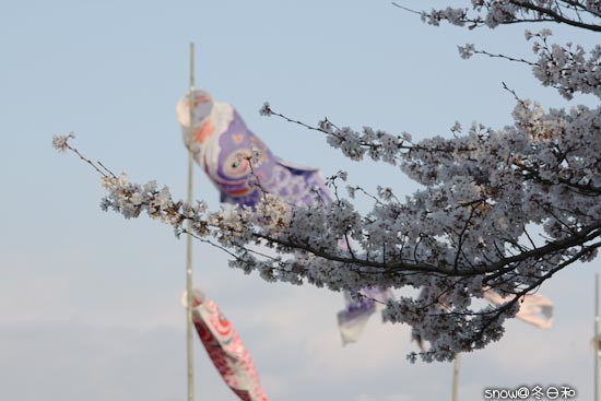 館林鶴生田川の桜&こいのぼり_f0150682_22484365.jpg