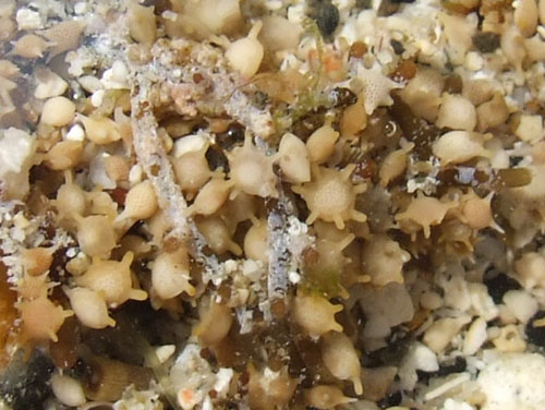 浜下れ 星の砂 太陽の砂 奄美 加計呂麻島なんでもありblog 浜下れ 星の砂 太陽の砂 奄美 加計呂麻島なんでもありblog