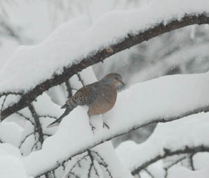 春の　大雪_e0120896_11233491.jpg