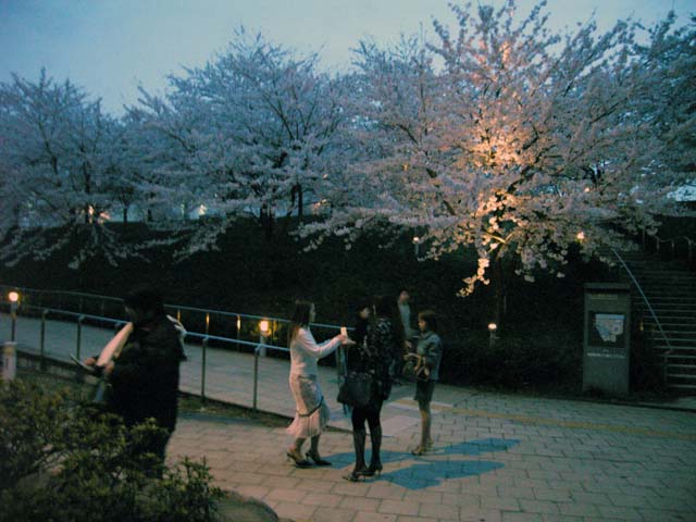 りゅーとぴあの夜桜_f0153098_2035832.jpg