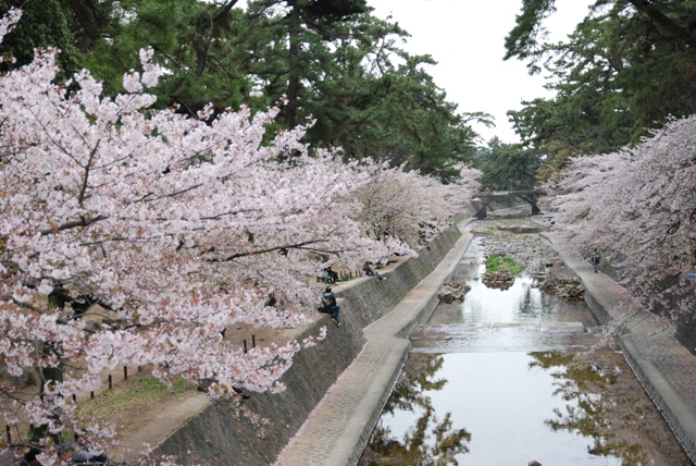 桜・・・夙川公園編_d0091700_19344970.jpg