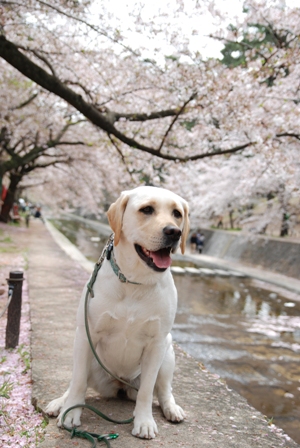 桜・・・夙川公園編_d0091700_19472457.jpg