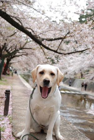 桜・・・夙川公園編_d0091700_19475724.jpg