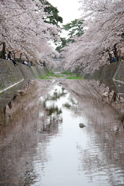 桜・・・夙川公園編_d0091700_1953311.jpg