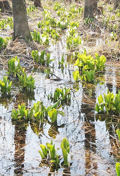 水芭蕉とカエル　星置緑地_d0117900_19504.jpg