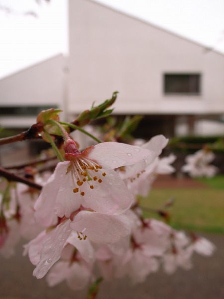 雨の日の打吹公園_f0138600_2236121.jpg