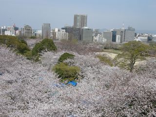 ４日の桜観_b0061107_2144635.jpg