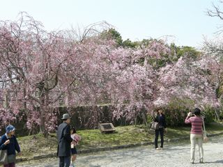 ４日の桜観_b0061107_2173236.jpg