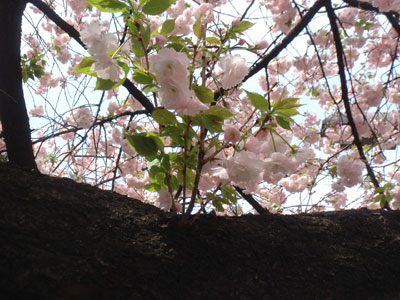 春はピンク_c0077407_19164332.jpg