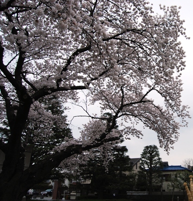 雨の中の桜_c0060927_22521918.jpg