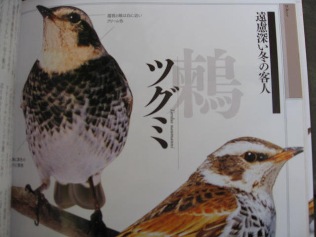 鳥キチ(また鳥ネタか)_c0102228_20371230.jpg