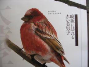 鳥キチ(また鳥ネタか)_c0102228_20384888.jpg