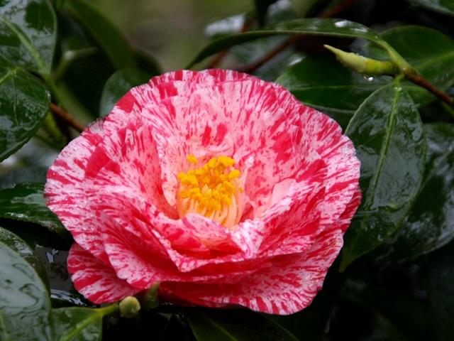 砂子錦金魚椿 すなごにしききんぎょ 椿 kingyobatubakiQ1.jpg