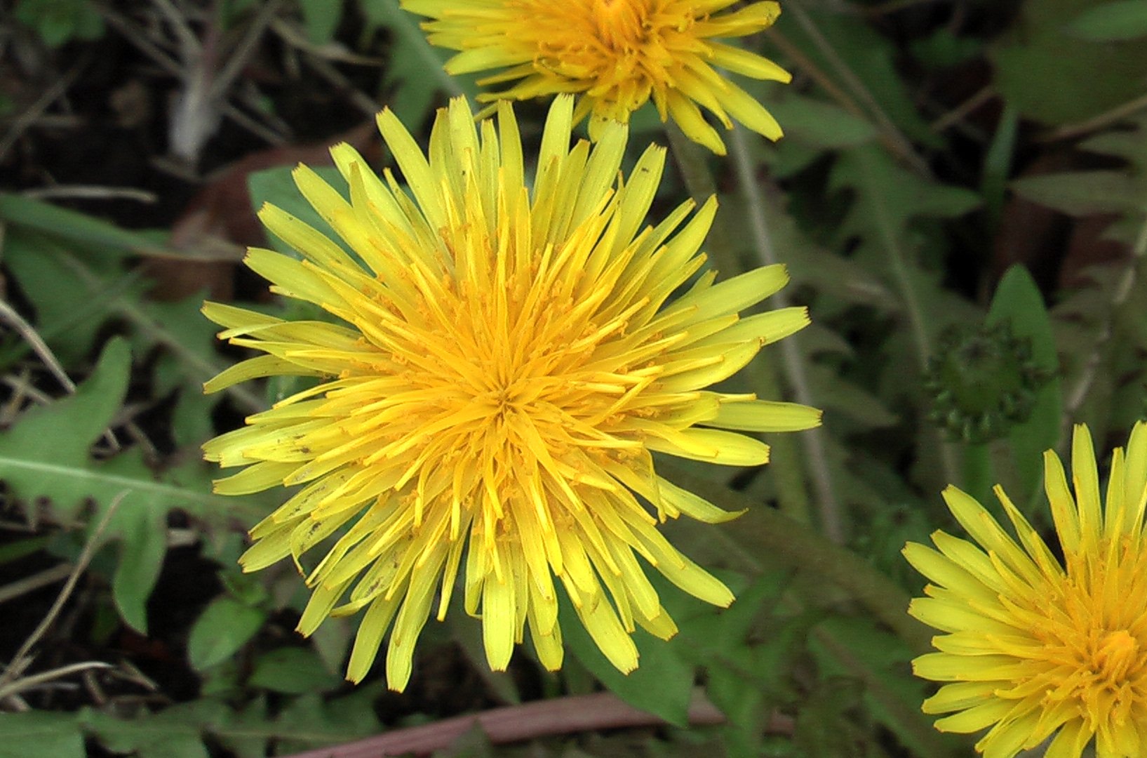国産のたんぽぽ : kotokoto花日記