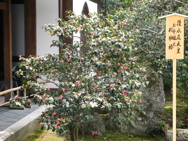 京都１日目～龍安寺と金閣寺～_b0130636_16125428.jpg