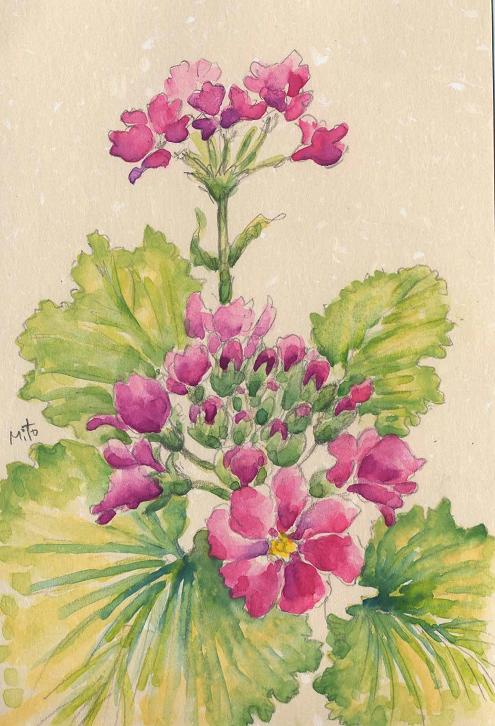 西洋桜草 プリムラ メラコイデス 水彩画 油絵画家 永月水人のａｒｔ ｌｉｆｅ