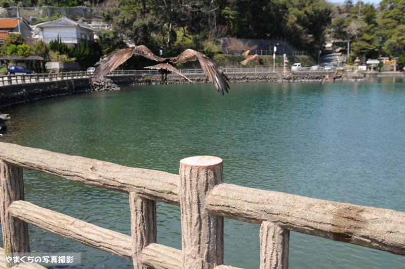 萩 明神池のトンビ やまぐちの写真撮影 萩 明神池のトンビ やまぐちの写真撮影