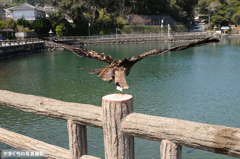 萩　明神池のトンビ_e0130638_451284.jpg