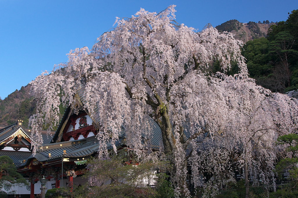 枝垂桜　～身延山　久遠寺～　　　_b0109942_0812100.jpg