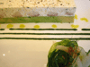 f0134642_2110126.gif
