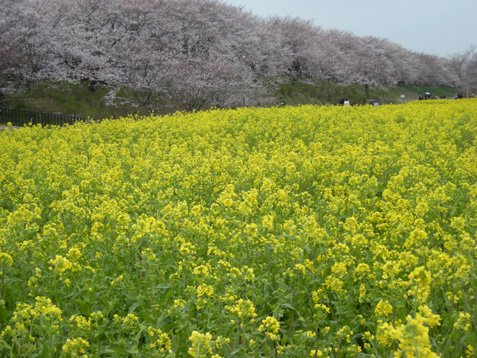 おとなの休日　さくら編_c0054954_2048501.jpg