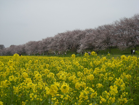 おとなの休日　さくら編_c0054954_2048957.jpg