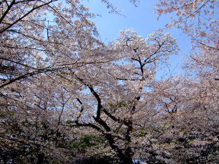 お花見　ｉｎ　中野　哲学堂公園_e0122156_21332860.jpg