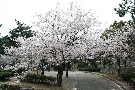 須磨浦公園の桜_e0025459_2149556.jpg