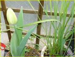 花と野鳥とおはぎに焼きサバ寿司　　　　　　２００８年４月１０日_d0083265_02421100.jpg