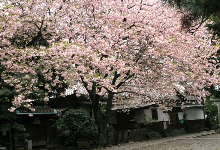 八重桜_c0149167_22294370.jpg