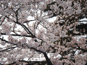 e0043367_15153781.gif