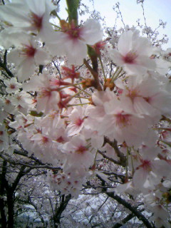 満開の桜が…_f0061067_22205572.jpg