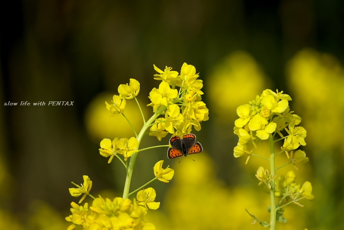 春色・・・菜の花・・・_b0116272_23155911.jpg