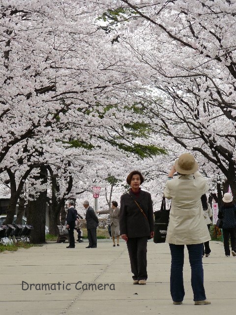 高田公園　桜の開花状況　2008.04.09_d0107372_22103180.jpg