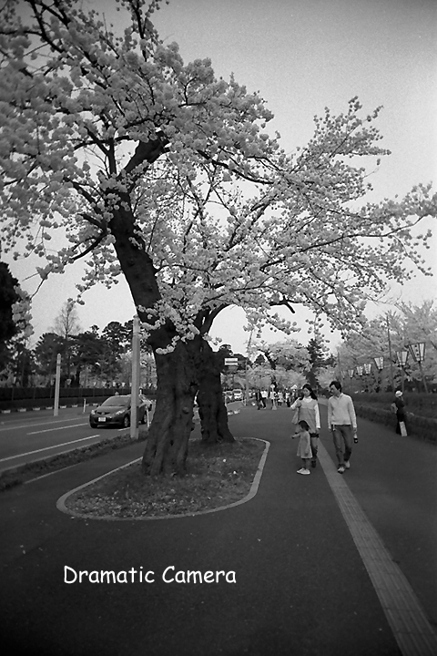 高田公園　桜の開花状況　2008.04.09_d0107372_22132987.jpg