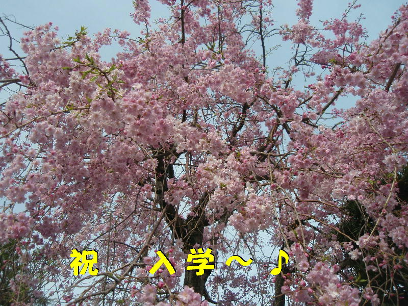 c0075585_2334118.jpg