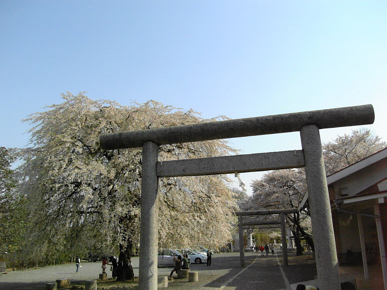 今年最後の桜　神社にて_a0078986_2328624.jpg