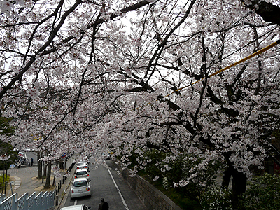 倉敷の桜いろいろ_b0008289_21291125.jpg