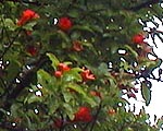 ●ざっくり出たザクロ花_d0053294_032448.jpg