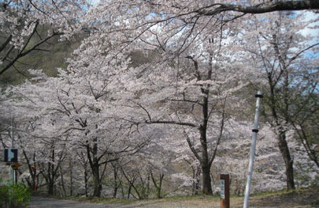 花紀行: 牛伏山桜紀行_d0000995_22121134.jpg