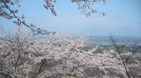 花紀行: 牛伏山桜紀行_d0000995_22174762.jpg