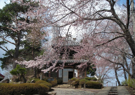 花紀行: 牛伏山桜紀行_d0000995_22183492.jpg