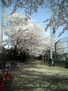 4月2日 哲学堂の桜_c0013698_15291167.jpg