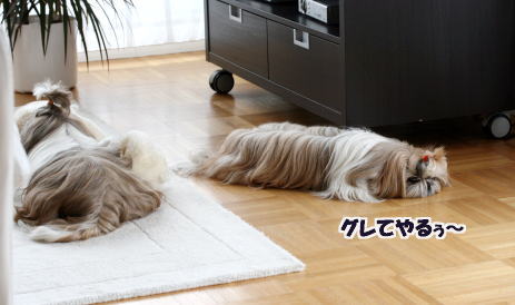 とっさの一言 フランス語篇 スモーキーと一緒に