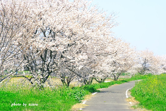 sakura。。。３_d0132498_8271583.jpg