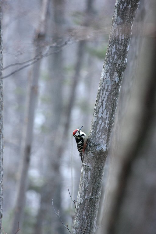 野鳥の森_f0002701_7241096.jpg