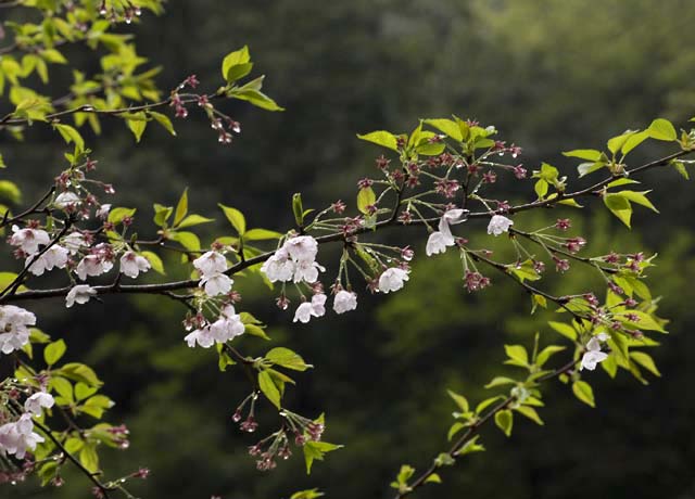 春雨に濡れて_b0047206_23504975.jpg