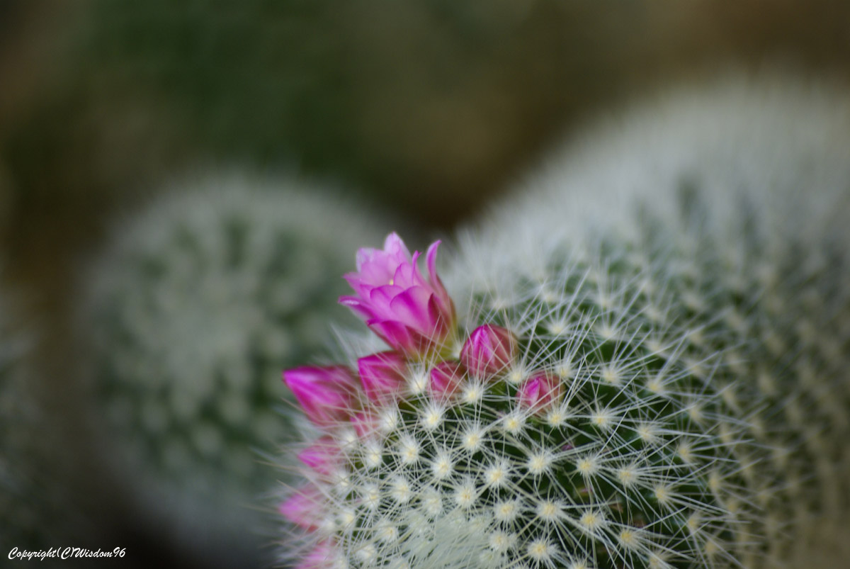 サボテンの花_e0142611_7532475.jpg