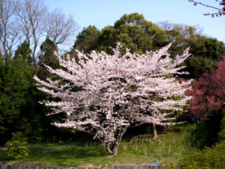 智積院_e0048413_21404795.jpg