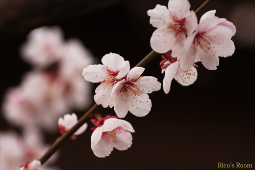 我が家の満開の梅で花見をするの巻♪（「なかせ」の草もち＆五色のもち）_f0078014_2124469.jpg